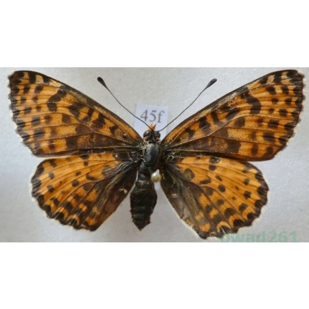 Melitaea didyma (Esper, 1778) female Przeplatka didyma Poland45f